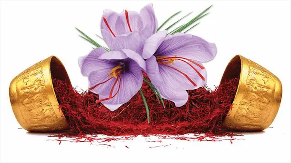 قیمت خرید زعفران سرگل نگینی ارگانیک + قیمت استثنائی